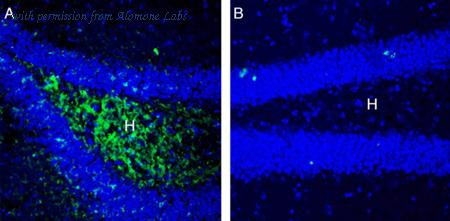 Alomone Labs ANT-108 image 2