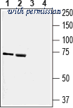 Alomone Labs ANT-146 image 1