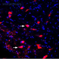 Alomone Labs APC-047-GP image 2