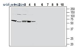 Alomone Labs APR-035 image 1