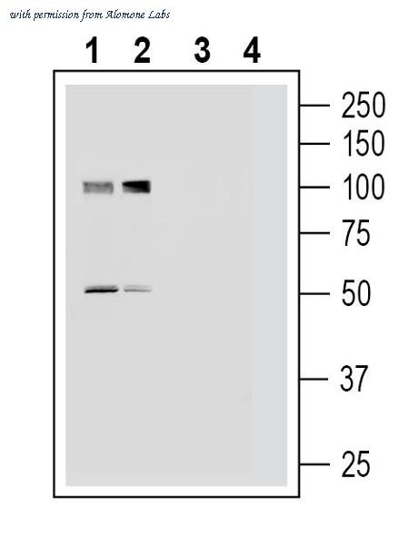 Alomone Labs APR-055 image 1