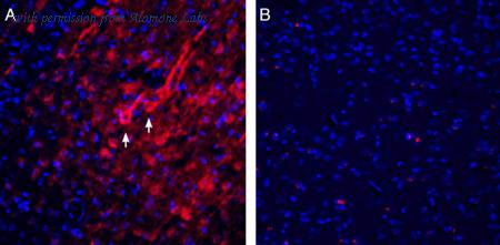 Alomone Labs APZ-026-GP image 2