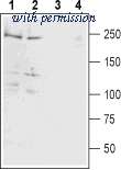Alomone Labs ASC-003-GP image 1
