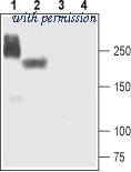 Alomone Labs ASC-005-GP image 1