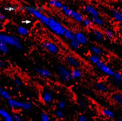 Alomone Labs ASC-005-GP image 2