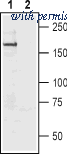 Alomone Labs ASC-017-GP image 1