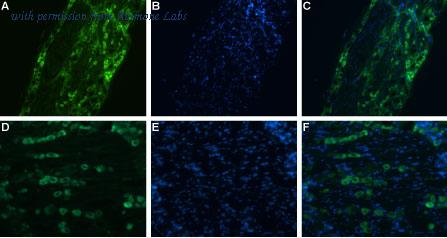 Alomone Labs ASC-017-GP image 2