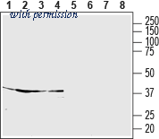 Alomone Labs ASR-015 image 1