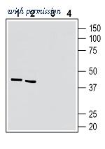 Alomone Labs ASR-037 image 1