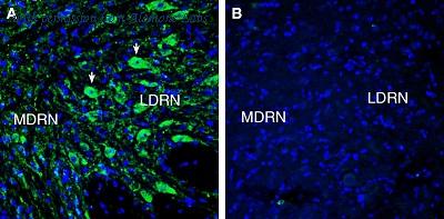 Alomone Labs ASR-037 image 2
