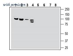Alomone Labs ASR-056 image 1