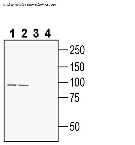 Alomone Labs ASR-071 image 1