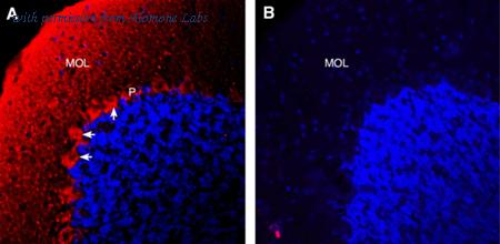 Alomone Labs ASR-071 image 2