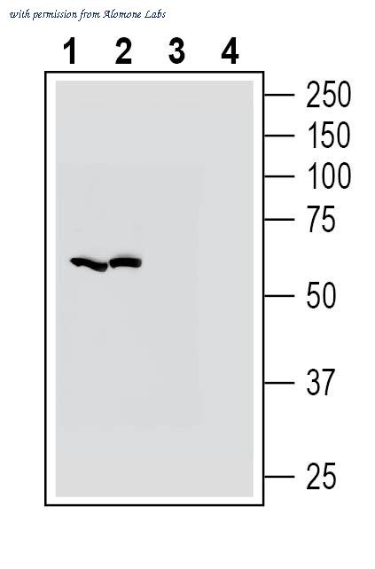Alomone Labs AZT-024 image 1