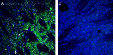 Alomone Labs AZT-024 image 2