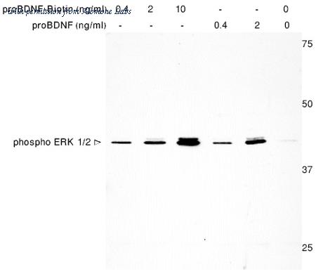 Alomone Labs B-257-B image 1