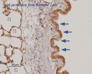 Alomone Labs BLP-AR004 image 1