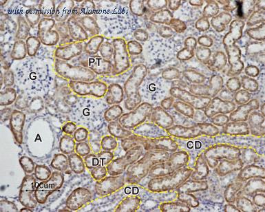 Alomone Labs BLP-AR013 image 1