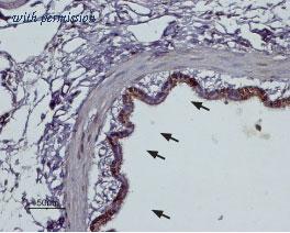 Alomone Labs BLP-AR021 image 1
