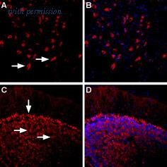 Alomone Labs BLP-AR023 image 1