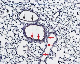 Alomone Labs BLP-BC001 image 1