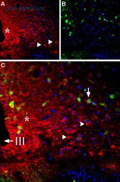 Alomone Labs BLP-BR004 image 1
