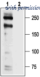 Alomone Labs BLP-CC022 image 1