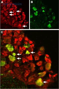 Alomone Labs BLP-CC030 image 1