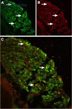Alomone Labs BLP-CC039 image 1