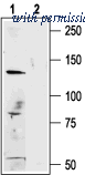 Alomone Labs BLP-CC041 image 1