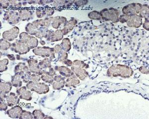 Alomone Labs BLP-CC062 image 1