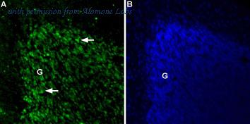 Alomone Labs BLP-CC072 image 1