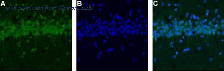 Alomone Labs BLP-CC101 image 1