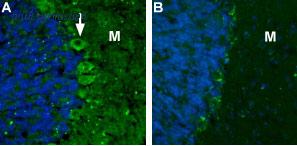 Alomone Labs BLP-CC102 image 1
