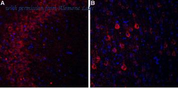 Alomone Labs BLP-CC103 image 1