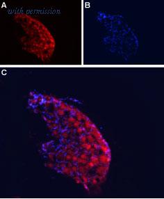 Alomone Labs BLP-CC104 image 1