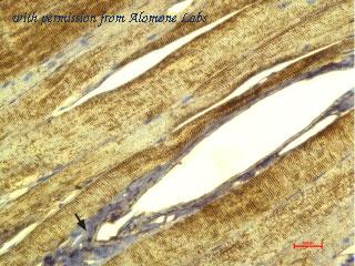 Alomone Labs BLP-CC111 image 1