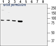 Alomone Labs BLP-CC139 image 1