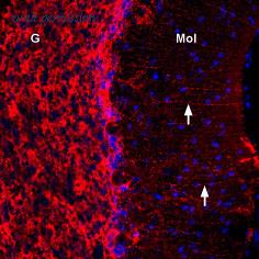 Alomone Labs BLP-CC201 image 1