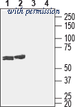 Alomone Labs BLP-CC223 image 1