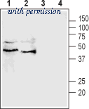 Alomone Labs BLP-CC233 image 1
