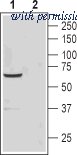 Alomone Labs BLP-CC304 image 1