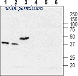Alomone Labs BLP-CC321 image 1
