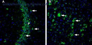 Alomone Labs BLP-CC330 image 1