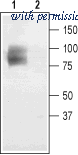 Alomone Labs BLP-CL001 image 1