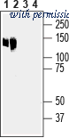 Alomone Labs BLP-CL016 image 1