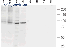 Alomone Labs BLP-CP012 image 1