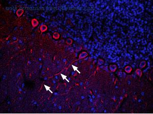 Alomone Labs BLP-CR014 image 1