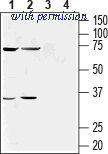 Alomone Labs BLP-CR061 image 1