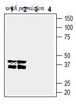 Alomone Labs BLP-CR062 image 1